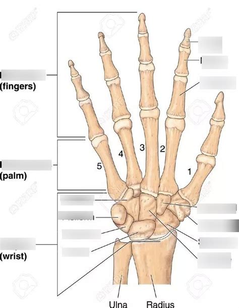 Hand Carpals Metacarpals And Phalanges Label Diagram Quizlet