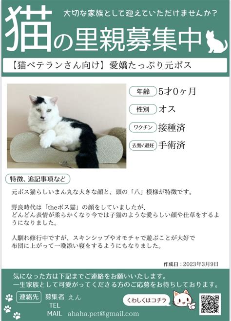 【野良猫を保護】保護猫の里親募集・家族の探し方を徹底解説 Ahaha