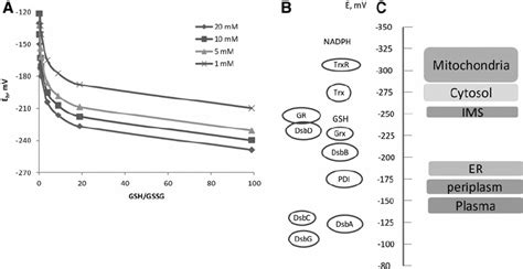 Redox Potential Of Cellular Compartments And Enzymes Involved In