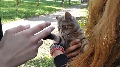 пришел кот - YouTube