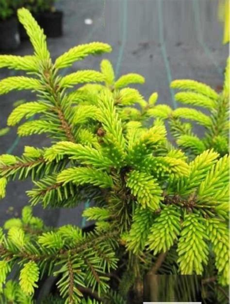 Ялина восточная Голден СТАР. (Picea orientalis Golden Star) С35 купить ...
