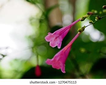 114 Poor Man S Orchid Images Stock Photos Vectors Shutterstock