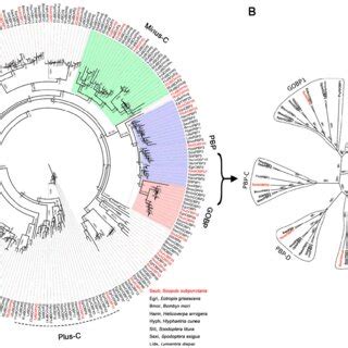 Phylogenetic Analysis Of SsubOBPs With Other Lepidopteran Insects A