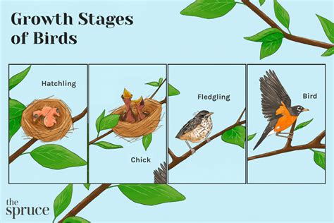 Stages Of A Baby Bird Hatchling Nestling And Fledgling Nature Blog