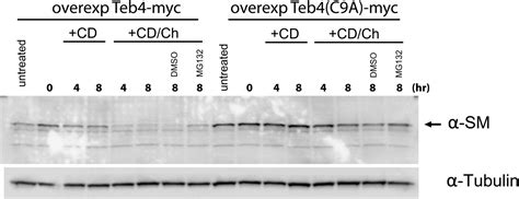 Figures And Data In Sterol Homeostasis Requires Regulated Degradation