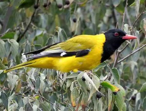 21 Remarkable Birds with Red Eyes: See Nature's Marvels!