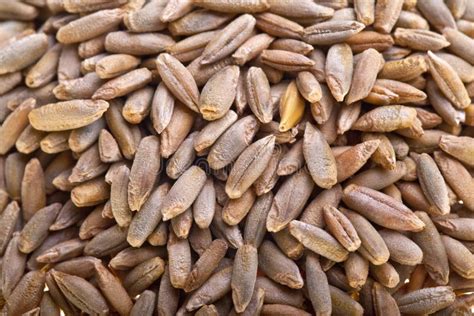 Rye seeds stock photo. Image of brown, rural, grain, natural - 29135058