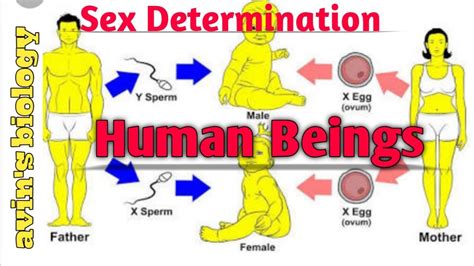 Sex Determination In Human Beings YouTube