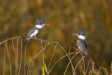 Feather Light Photography | Belted Kingfisher | Belted Kingfisher, male ...