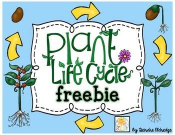 Plant Life Cycle {freebie} | Plant life cycle, Life cycles, Science ...