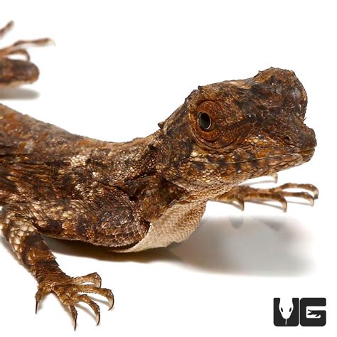 Flying Dragon Lizards For Sale - Underground Reptiles