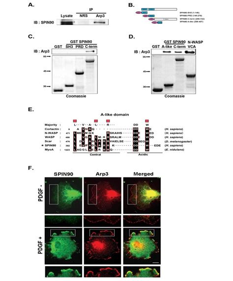 SPIN90 Binds To And Colocalizes With The Arp2 3 Complex A COS 7 Cell