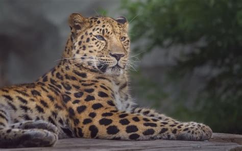 Premium Photo Amur Leopard