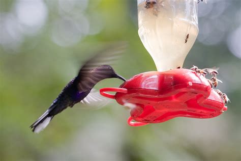 Violet Sabrewing Campylopterus Hemileucurus Male Flickr