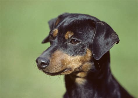 Pinscher Nain Caractère Et éducation Ooreka