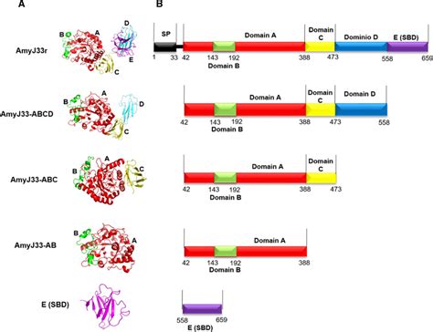 Protein Structure Prediction Of The Truncated Versions Of Amyj R A D