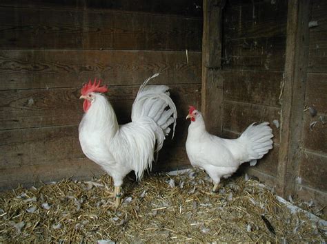 Pearl White Leghorn Rooster