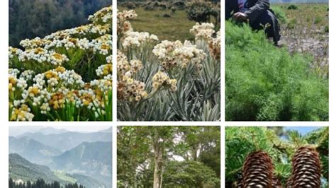 Flora Yang Dilindungi Di Taman Nasional Bromo Tengger Semeru Youtube