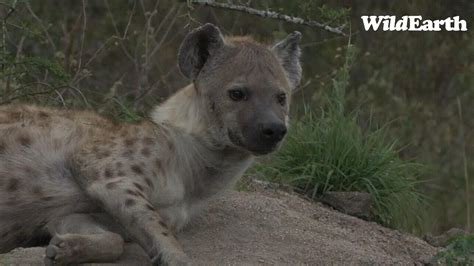 WildEarth Sunset Safari 14 October 2023 YouTube