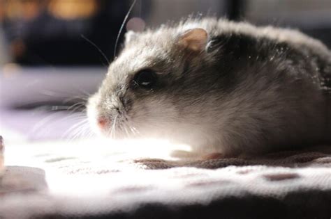 Premium Photo | Animal ear