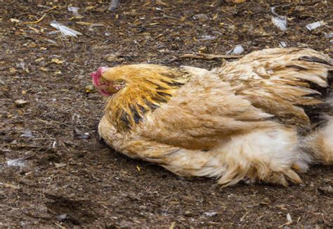 Why Do Chickens Eat Feathers Off The Ground