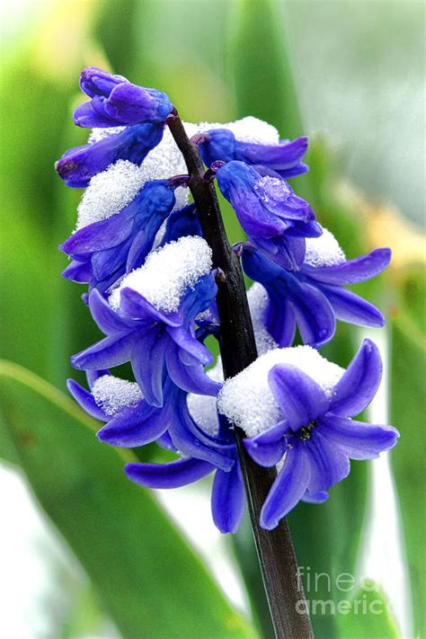 Winter Hyacinth Photograph by Olivier Le Queinec - Fine Art America