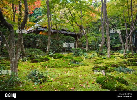 Gio Ji Japan Asia Kyoto Landscape Temple Arashiyama Fall Garden