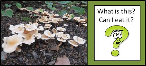 Mushroom Id Help Cascade Mycological Society