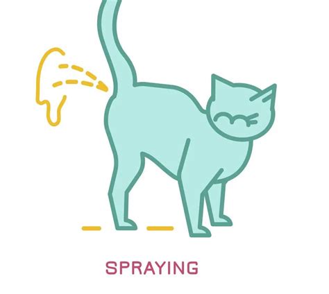 6 Practical Tips on How to Stop Your Cat from Spraying Indoors