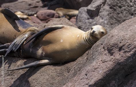 Sea Lions Isla Espiritu Santo, Sea Of Cortes, La Paz Baja California ...