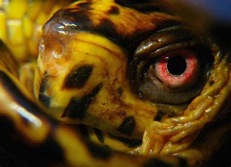 Best Eastern Box Turtle Images On Pholder Turtle Xboxone And Turtles