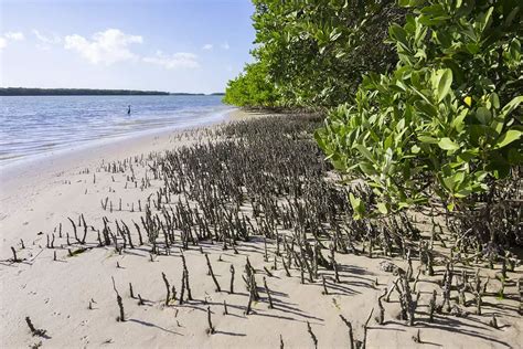 Black Mangrove – Growing and Care Guide - Plantglossary