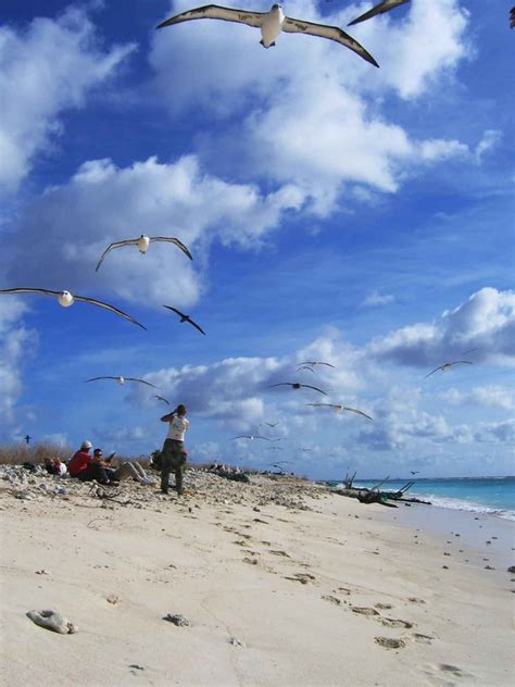 Free picture: birds, albatross, flight