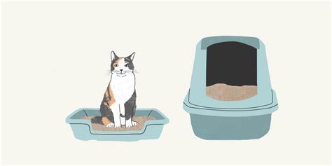 How To Create The Ultimate Litter Box Setup Zoetis Petcare