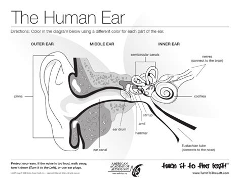 The Human Ear | PDF