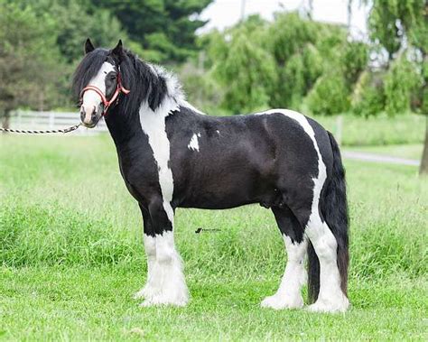 Purebred Miniature Gypsy Vanner At Stud