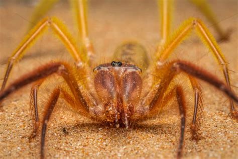 10 Incredible Camel Spider Facts A Z Animals