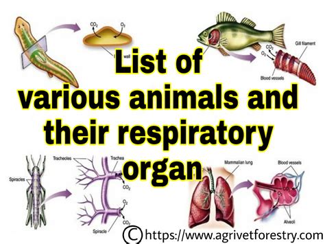 Vitorr - Short notes on Respiratory Organs of Animals