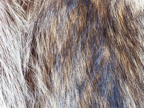 hairs of raccoon fur close up 12586424 Stock Photo at Vecteezy