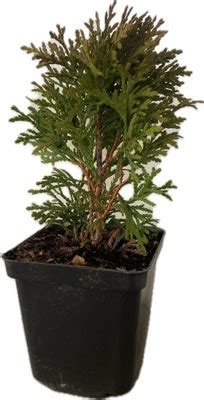 THUJA TUJA Danica Kula Kulka Kulista Doniczka P9 9626416221