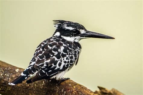 Kingfisher Symbolism Symbolism, Dreams, & Messages - Spirit Animal Totems