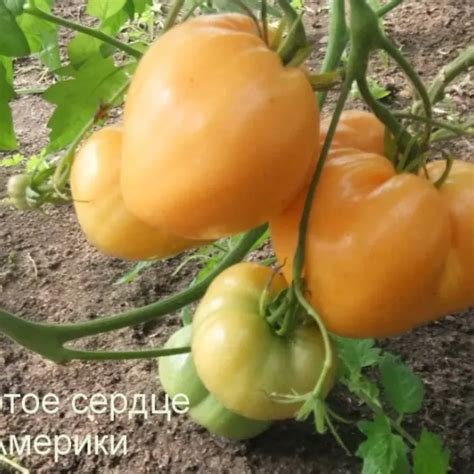 Томат Золотое сердце Америки - характеристика и описание сорта, фото ...