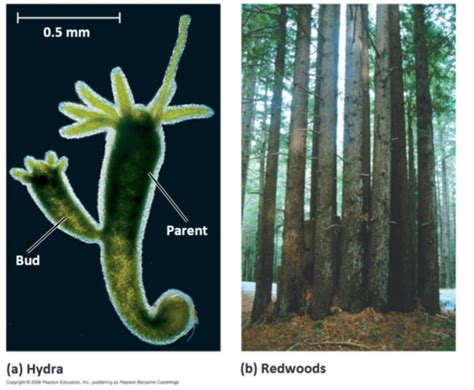 Chp 13 Bio Meiosis Sexual Life Cycles Flashcards Quizlet