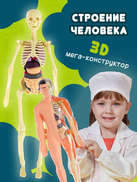 3Д конструктор СТРОЕНИЕ ТЕЛА ЧЕЛОВЕКА со скелетом, детский, анатомия ...