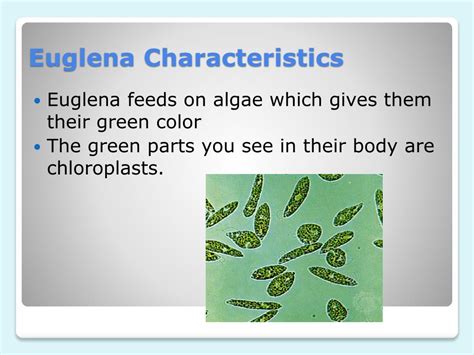 Ppt Euglena Gracilis Powerpoint Presentation Free Download Id2959962