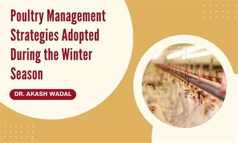 Poultry Management Strategies Adopted During The Winter Season SR