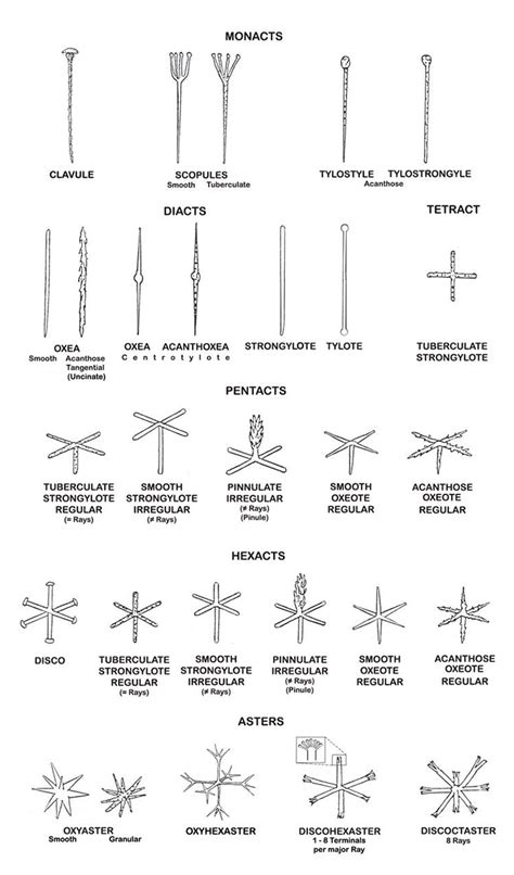 Sponges: Spicules & Spongin | Active | Passive