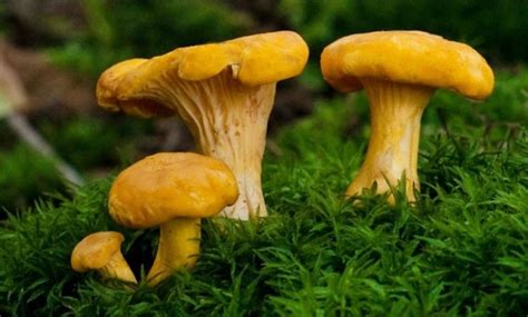 Как быстро растут лисички в лесу по времени после дождя летом и осенью ...