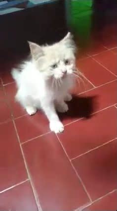 Kucing Angora Youtube