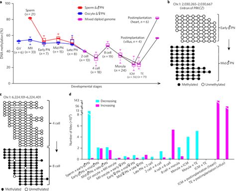 De Novo Methylation Patterns In Early Human Embryos A Box Plots